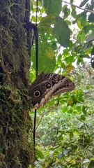 Caligo atreus