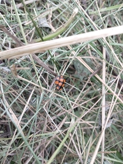 Botanochara decempustulata