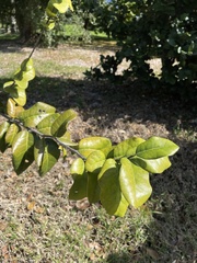 Ottoschulzia rhodoxylon