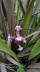 Harveya pauciflora