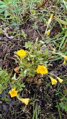 Oxalis dillenii