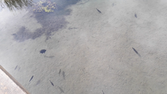 Herichthys minckleyi