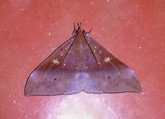 Ischyja manlia