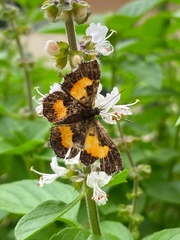 Pseudotinea gagarini