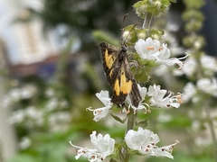 Pseudotinea gagarini
