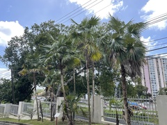 Coccothrinax barbadensis