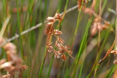 Staberoha distachyos