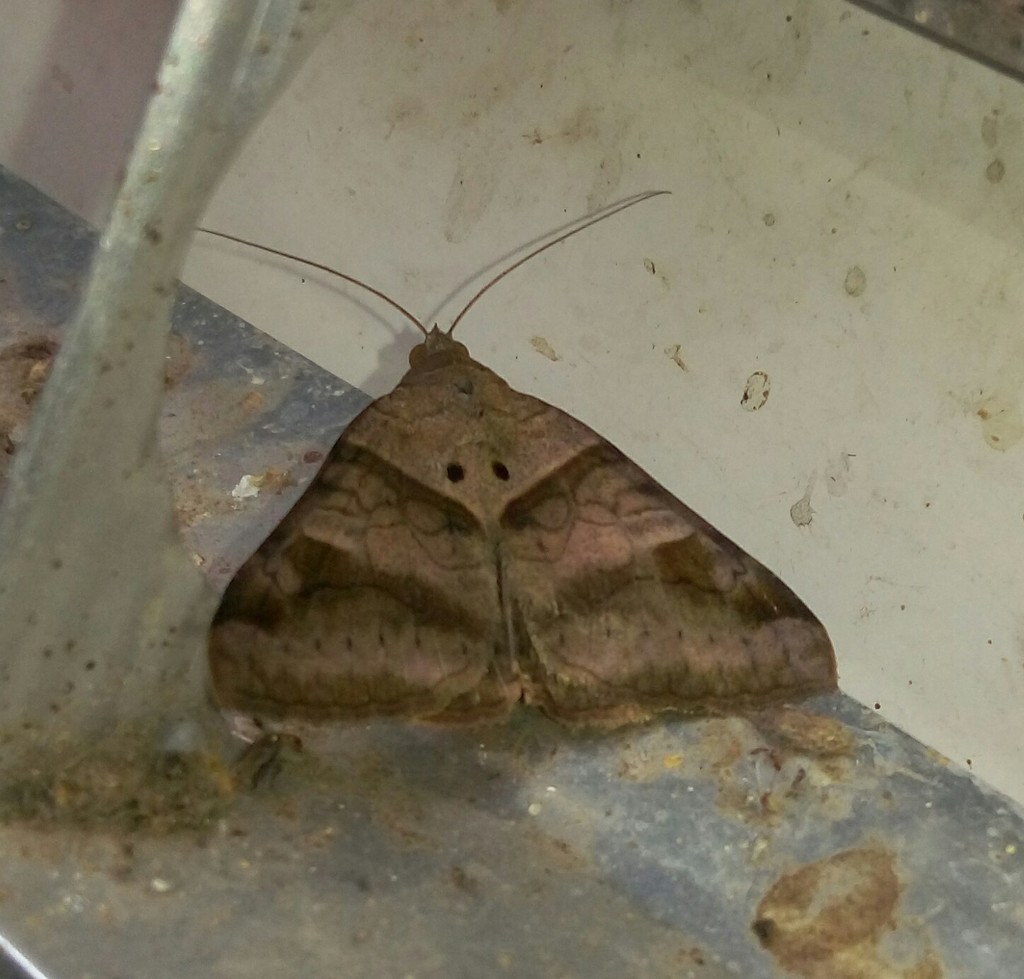Brown-striped Semilooper