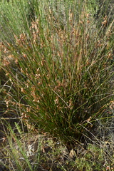 Staberoha distachyos