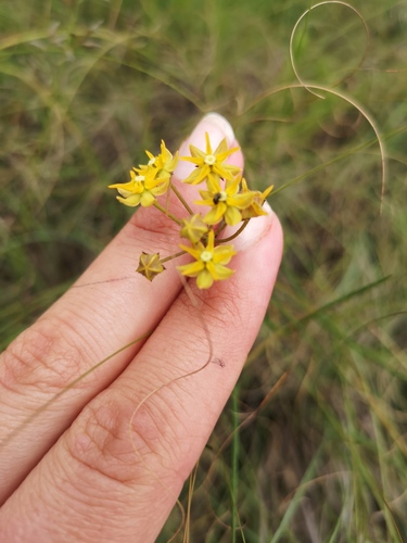 Asclepias aurea (Asclepias aurea)