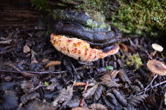 Postia pelliculosa