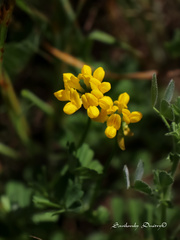 Securigera parviflora