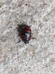 Platyphora congregata