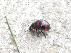 Platyphora congregata
