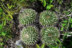 Mammillaria karwinskiana karwinskiana