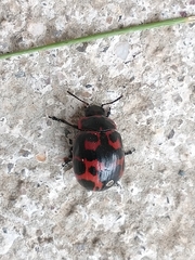 Platyphora congregata