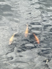 Amphilophus citrinellus