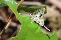 Graphium antheus