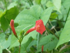 Ipomoea rubriflora