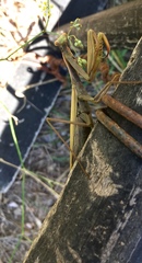 Mantis religiosa