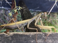 Mantis religiosa