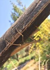 Mantis religiosa
