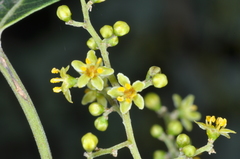 Schinopsis lorentzii