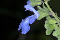 Salvia stachydifolia