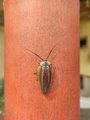 Rochaina phalerata