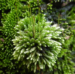 Bryophyta