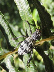 Aegorhinus superciliosus