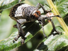 Aegorhinus superciliosus