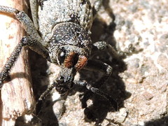 Aegorhinus superciliosus