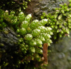 Bryophyta