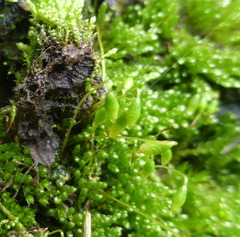Bryophyta