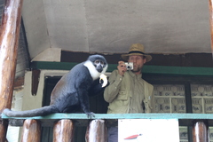 Allochrocebus lhoesti