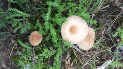 Agaricales