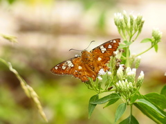 Myscelus amystis amystis