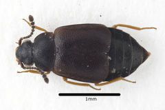 Proteinus ovalis