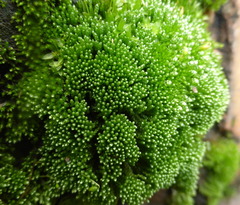 Bryophyta