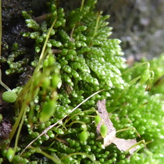 Bryophyta