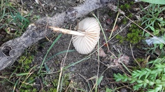 Agaricales