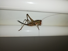 Alfredectes semiaeneus