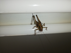 Alfredectes semiaeneus