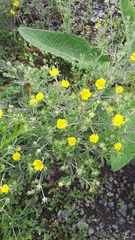 Potentilla argentea