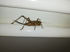 Alfredectes semiaeneus
