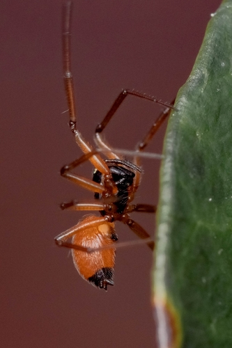 Black-tailed Ostearius