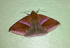 Bastilla