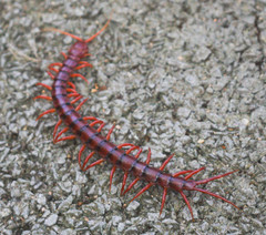 Scolopendra dehaani