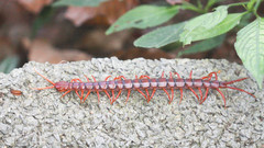 Scolopendra dehaani